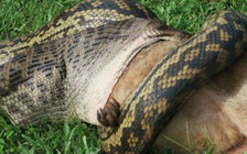 Nuốt mồi quá to, trăn 'đầy bụng' phải cần người giải cứu