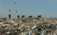 Voi rừng đói khát bới bãi rác tìm thức ăn, giới bảo tồn, người dân lo ngại