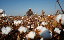 Mỹ cấm nhập khẩu bông vải từ nhà sản xuất Trung Quốc tại Tân Cương