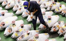 Chợ đấu giá cá ngừ triệu USD rớt giá mạnh vì dịch Covid-19