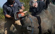 Giảm phong tỏa Covid-19, Nam Phi sợ thợ săn trộm tê giác quay lại