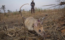 'Chuột anh hùng' giúp gỡ hơn 70 quả mìn sắp về hưu