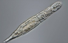 Sâu 'xác sống' tỉnh dậy sau 24.000 vùi trong lớp băng vĩnh cửu