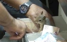 Ngộ nghĩnh chú sóc lăn xả cắn xé bảo vệ hộc tiền của chủ