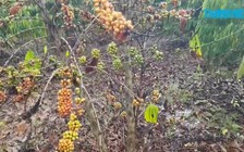 Đặt cống tạm chặn suối, gây chết hàng loạt cây trồng