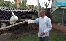 Lão nông sở hữu đàn chim công đột biến lông hiếm có