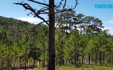 Rừng thông chết đứng giữa trời