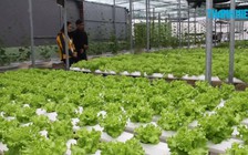 Cô gái trẻ làm nông nghiệp sạch thành công nhờ học trên internet