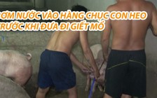 Bơm nước vào hàng chục con heo trước khi đưa đi giết mổ