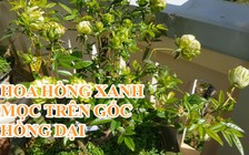 Khi chồi hoa hồng xanh Nhật Bản mọc trên gốc hoa hồng dại Đà Lạt