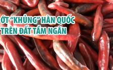 Nông dân thôn Tầm Ngân thích trồng ớt “khủng” Hàn Quốc