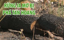 Rừng Ia Mơ ở Gia Lai bị phá tan hoang