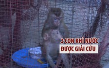 Giải cứu 2 con khỉ nước ở Tuyên Hóa