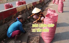 Tài xế ngỡ ngàng nhìn dân nhặt giúp 32 tấn điều tràn ra đường vì lật xe