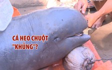Bắt được cá "khủng" nghi là cá heo chuột trên sông Cổ Chiên