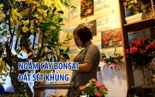 Ngắm cây bonsai đất sét cao 2,5m trị giá 20 triệu đồng