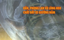 Rắn, phong lan và lòng heo chất đầy trên xe giường nằm