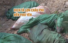 Dịch tả lợn Châu Phi đến Phú Yên