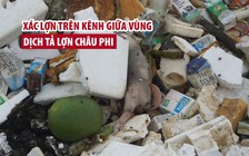 Xác lợn trôi lềnh bềnh trên kênh giữa vùng dịch tả lợn châu Phi ở Thanh Hóa