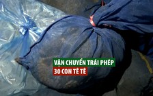 Vận chuyển trái phép 30 con tê tê từ Lào về Việt Nam