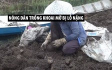 Nông dân trồng khoai mỡ ở Long An khóc ròng vì lỗ nặng