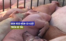 Bắt gọn đàn heo nằm co giật trên xe tải nghi nhiễm dịch tả lợn châu Phi
