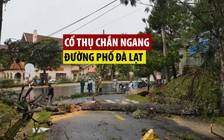 Cây thông cổ thụ bật gốc chắn ngang đường phố Đà Lạt