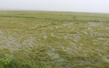 Nông dân rớt nước mắt vì hàng chục ngàn hecta lúa chìm trong nước