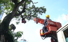 Khổ cực với nghề cheo leo trên ngọn cổ thụ