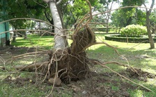 Người Sài Gòn “hú hồn” với trận gió lốc làm cây đổ, nhà tốc mái