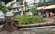 Hàng loạt cây xanh trên đường Võ Thị Nhờ bị bật gốc, gãy trong mưa dông