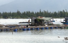 Cả trăm tấn cá lồng bè vịnh Mân Quang tồn đọng, người dân tha thiết cầu cứu
