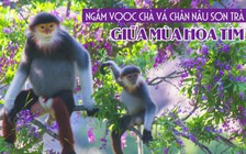 Ngắm vọoc chà vá chân nâu sơn trà giữa mùa hoa tím