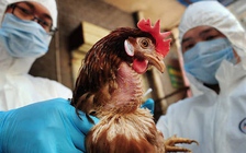 Cúm gia cầm H5N8 sẽ là đại dịch kế tiếp?