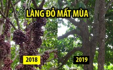 Mất mùa, du khách đến làng đỏ Phú Yên tìm mỏi mắt không thấy trái nào