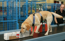 New Zealand bắn chết chó nghiệp vụ gây rối loạn sân bay