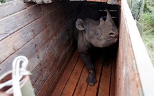 Chuyển 11 con tê giác đến khu bảo tồn mới, 10 con chết