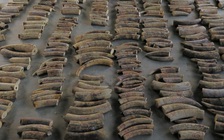 Singapore chặn bắt gần 9 tấn ngà voi trên đường đến Việt Nam