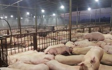 Đề nghị tiêu hủy 3.750 con heo bị tiêm thuốc an thần