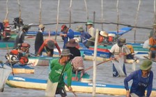 [VIDEO] 'Cướp nghêu' ở Cà Mau