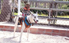 Xem khỉ đua chó ở đảo Khỉ