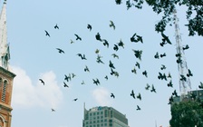 'Người bí ẩn' cho đàn bồ câu nhà thờ Đức Bà ăn chục năm qua