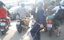 Chó thả rông không rọ mõm, ai có quyền xử phạt?