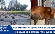Xem nhanh 20h ngày 14.11: Giun đất bò kín vỉa hè chết khô ở Quảng Ngãi | Ngỡ ngàng bò đi tránh lũ tự tìm đường về