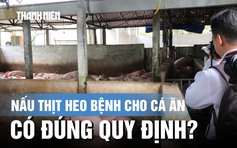 Vụ Công ty C.P bị tố bán thịt heo bẩn: Chuyển mục đích cho cá ăn có đúng quy định?