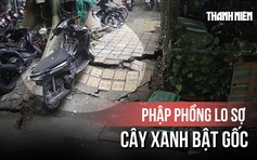 Khoảnh khắc thót tim cây xanh lớn chực bật gốc ở Thanh Đa