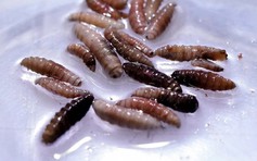 Mỹ ghi nhận người nhiễm 'giòi ăn thịt' đầu tiên