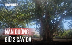 'Nắn đường' dự án để giữ lại 2 cây đa trên quốc lộ 1