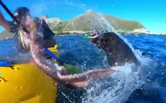 Hải cẩu ném bạch tuộc vào mặt người chèo kayak