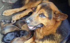 Kỳ lạ chó cỏ sinh đến 11 chó con